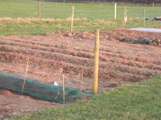 Castlefarm - County Kildare Ireland - allotments